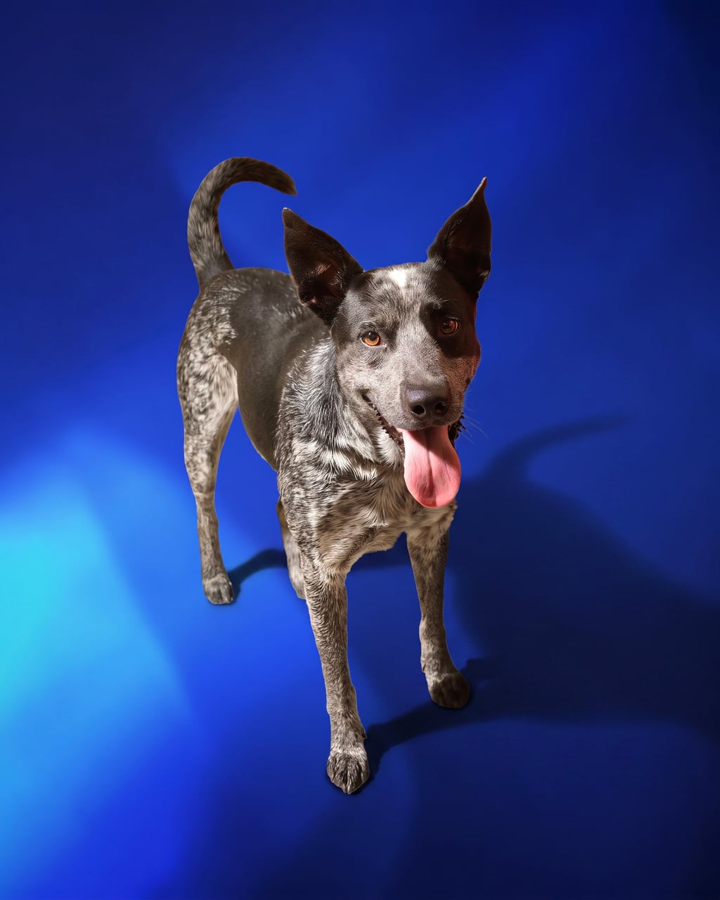 Additional photo of LOKI