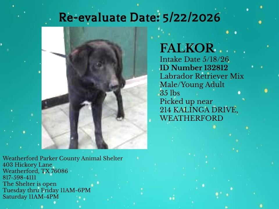 Additional photo of FALKOR