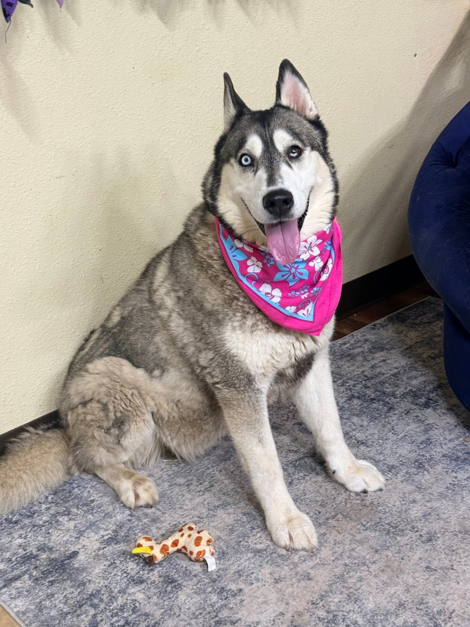 Additional photo of BELLA