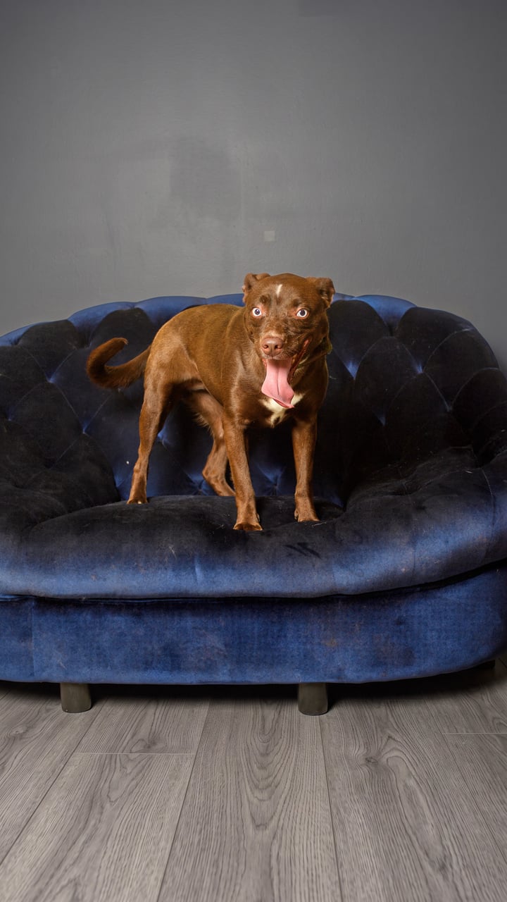 Additional photo of BROWNIE