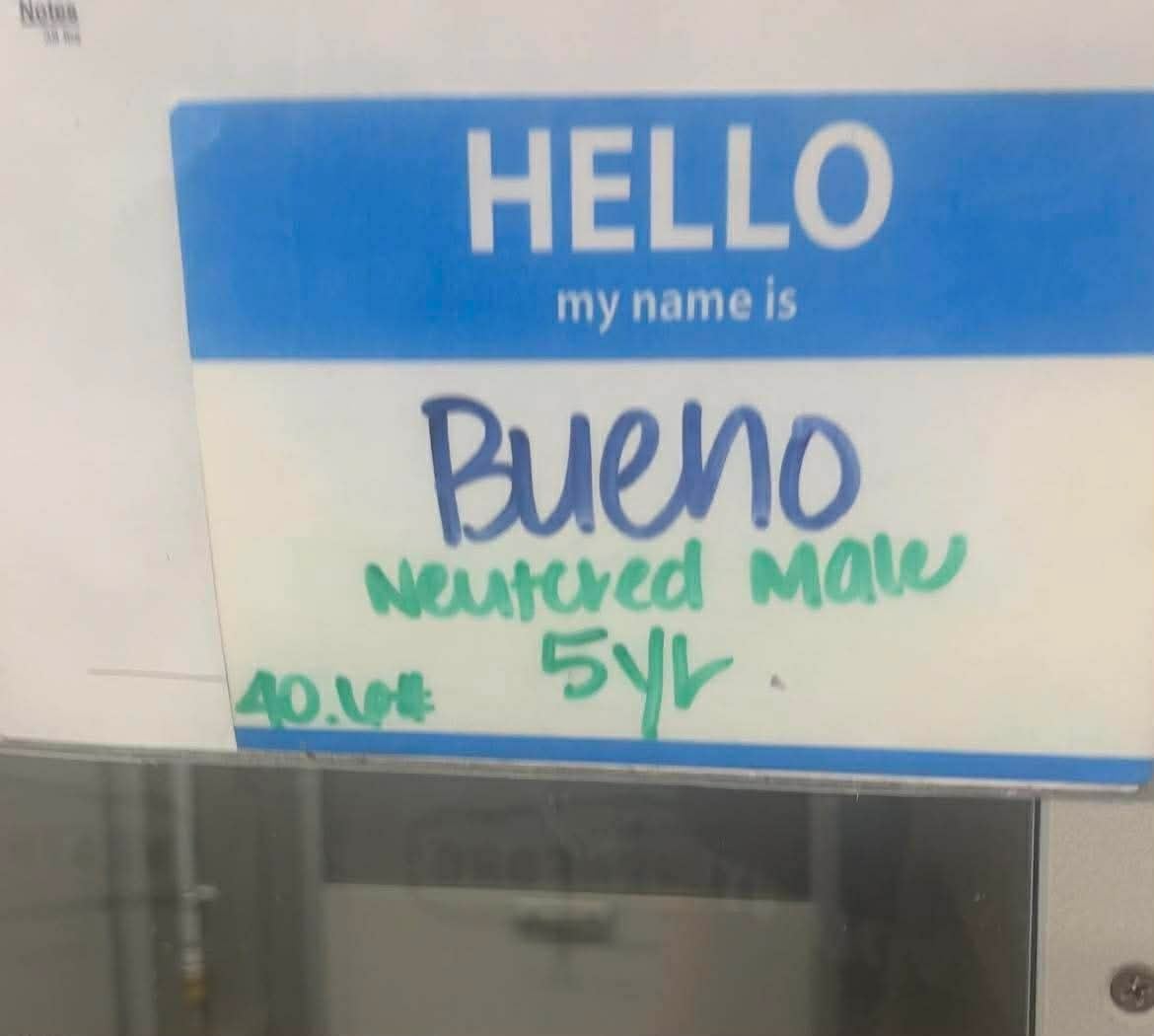 Additional photo of BUENO