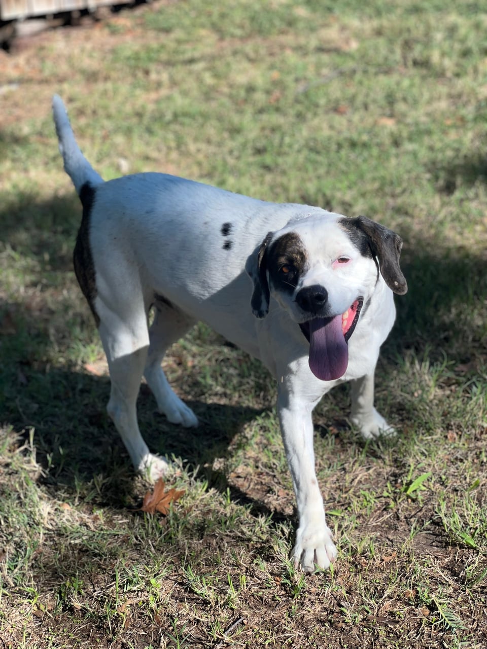 Additional photo of PETEY