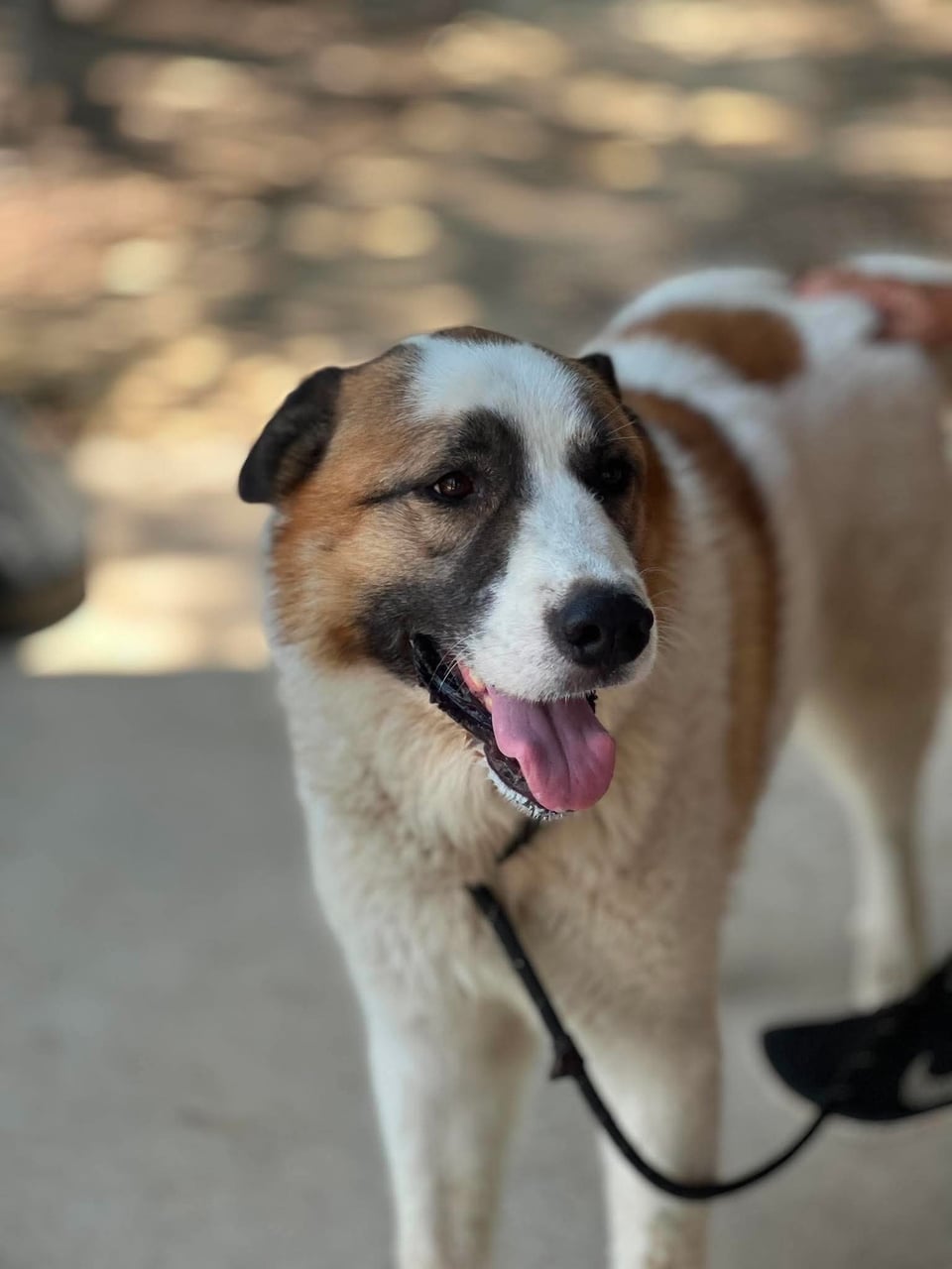 Additional photo of ARCHIE