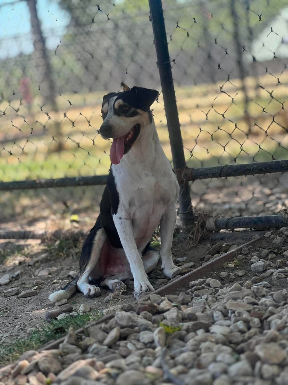 Additional photo of HANK