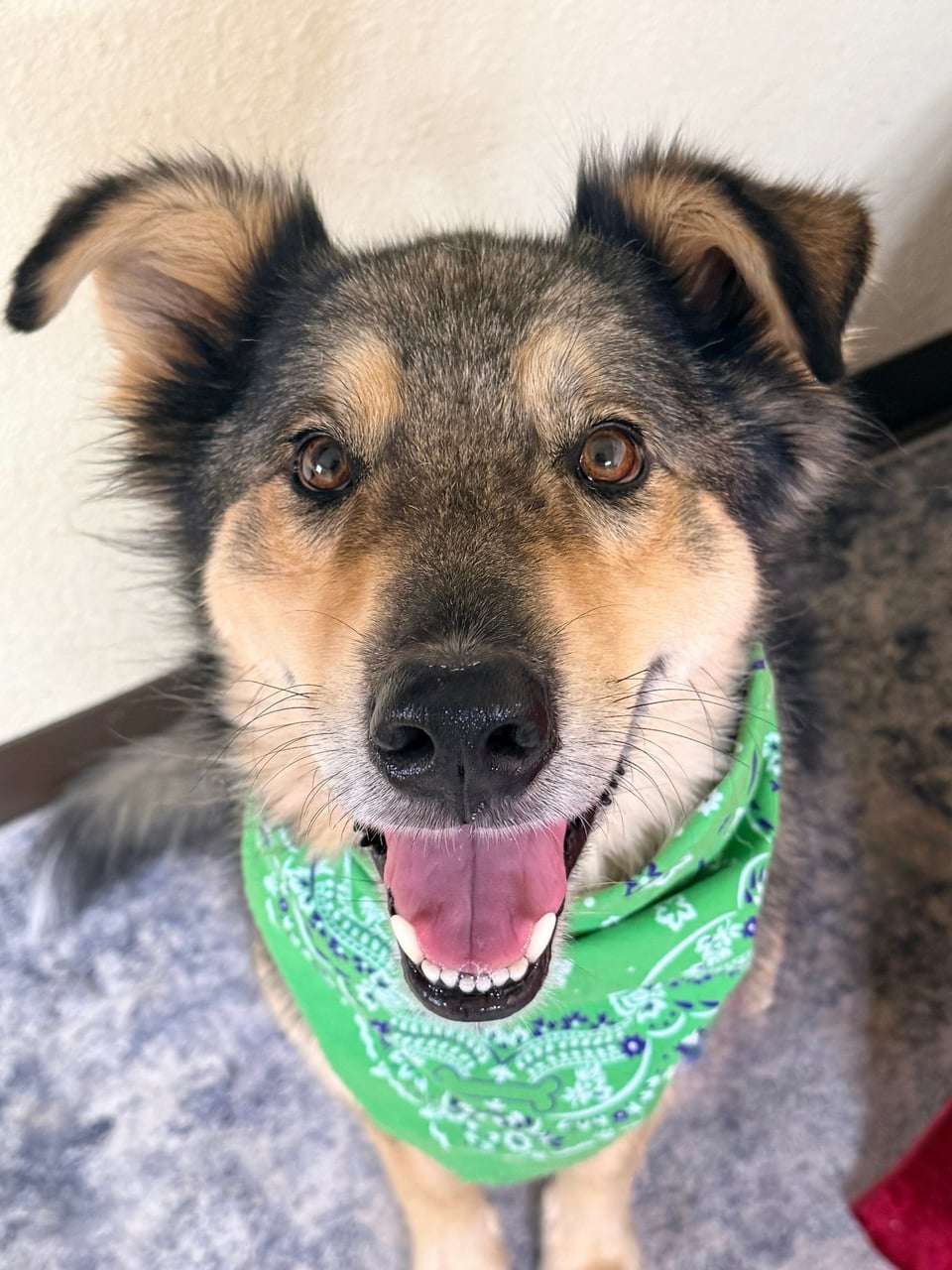 Additional photo of SCOOBY