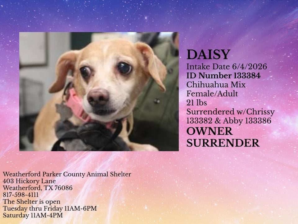 DAISY, a Chihuahua