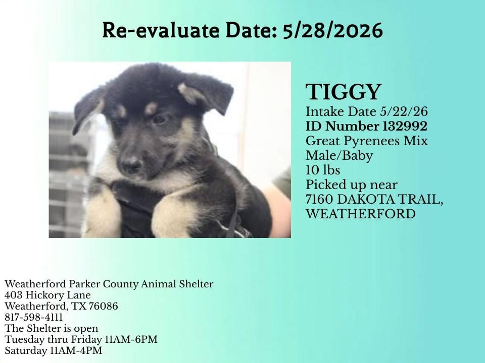 TIGGY, a Great Pyrenees