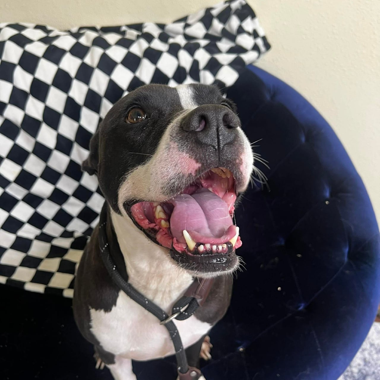Additional photo of ATLAS