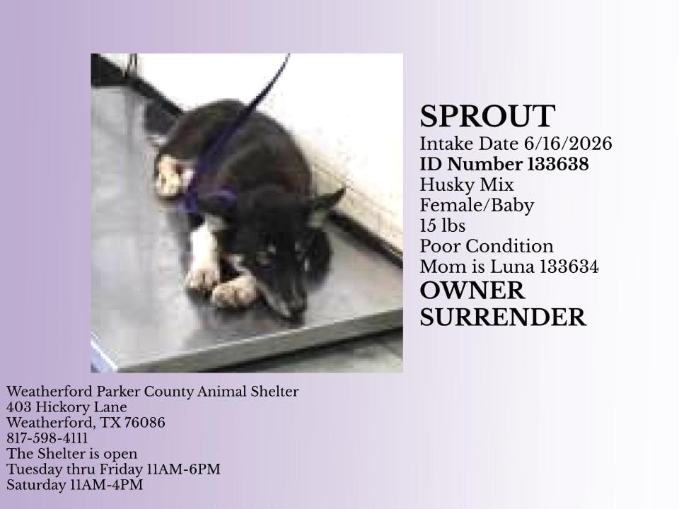 SPROUT, a Husky
