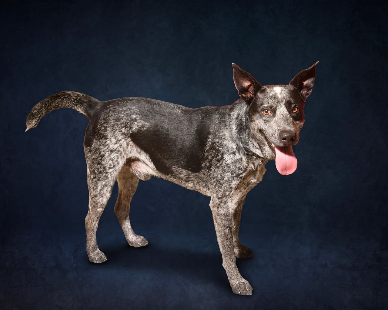 LOKI, a Australian Cattle Dog
