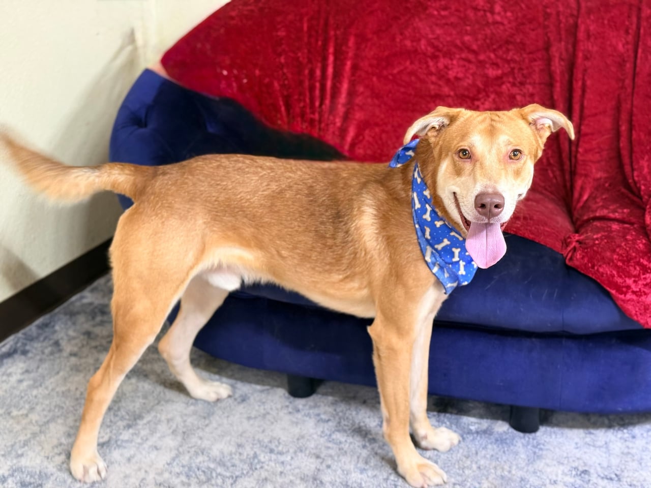 Additional photo of RUGER