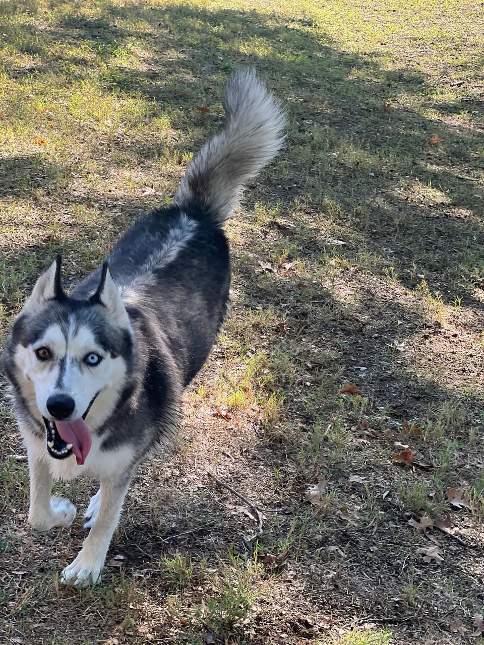Additional photo of SAGE