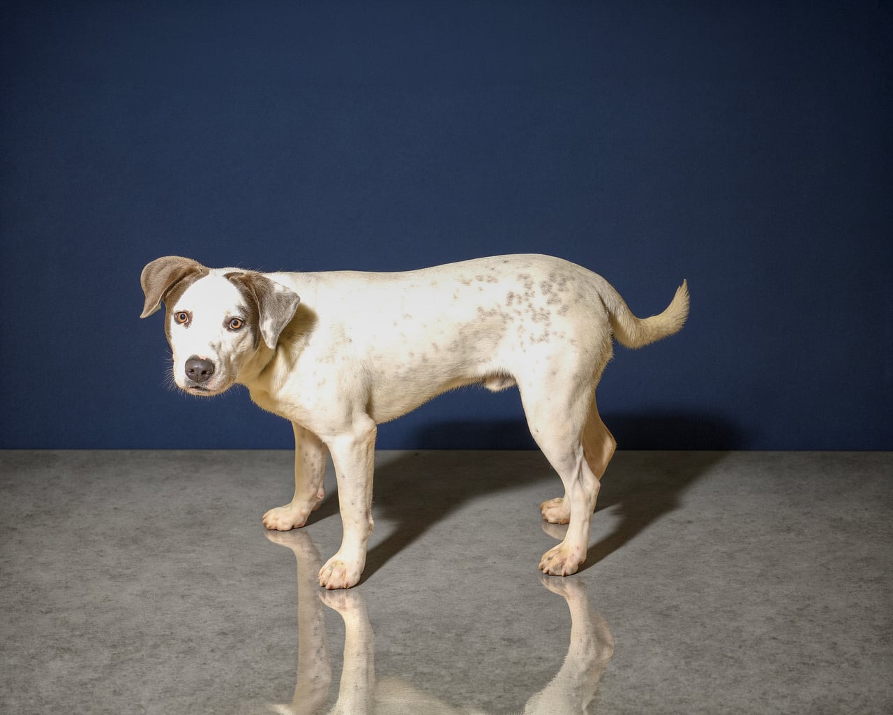 SHARKIE, a Pit Bull