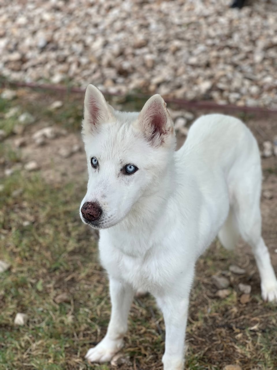 Additional photo of STELLA