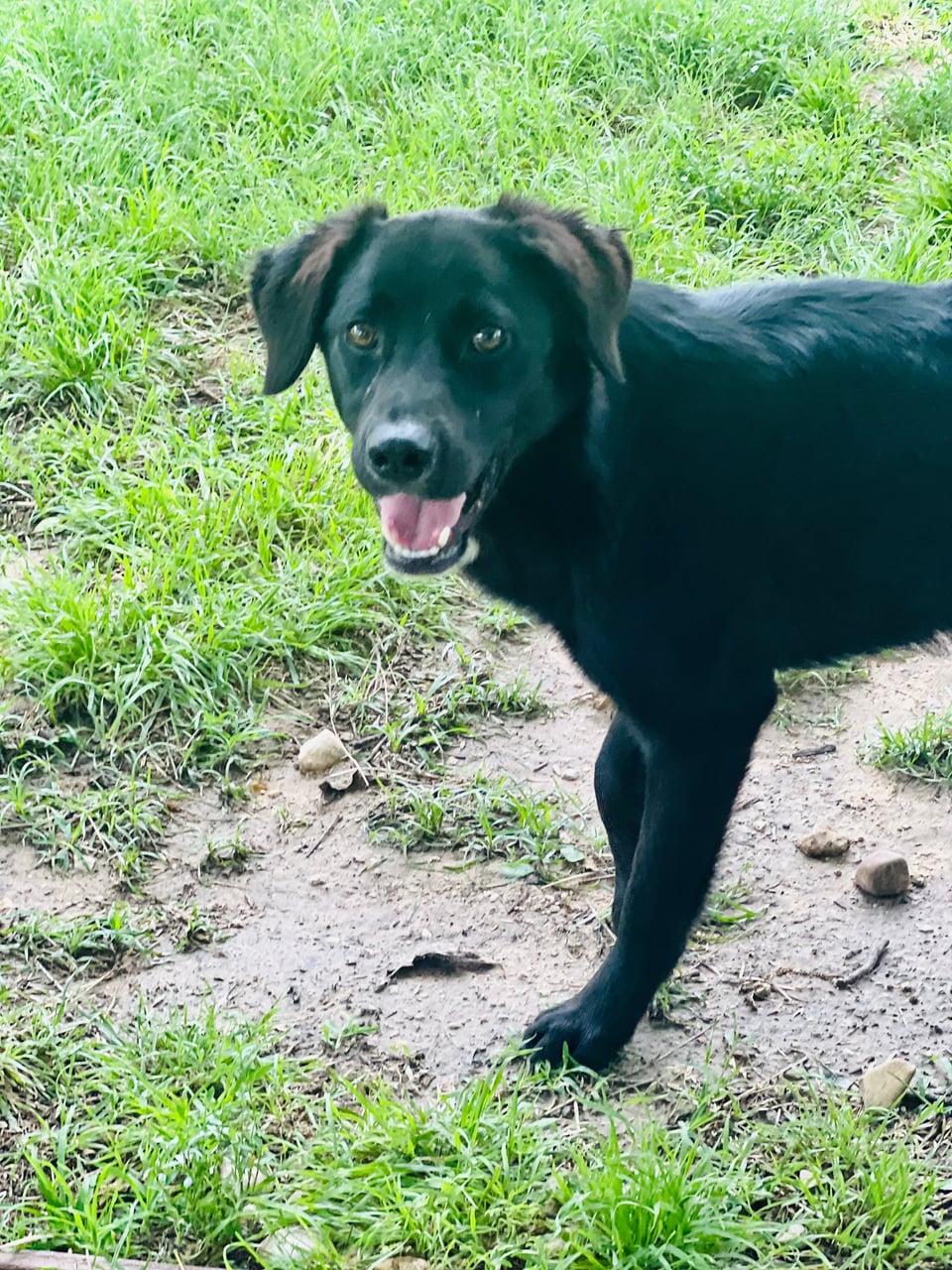 FALKOR, a Labrador Retriever