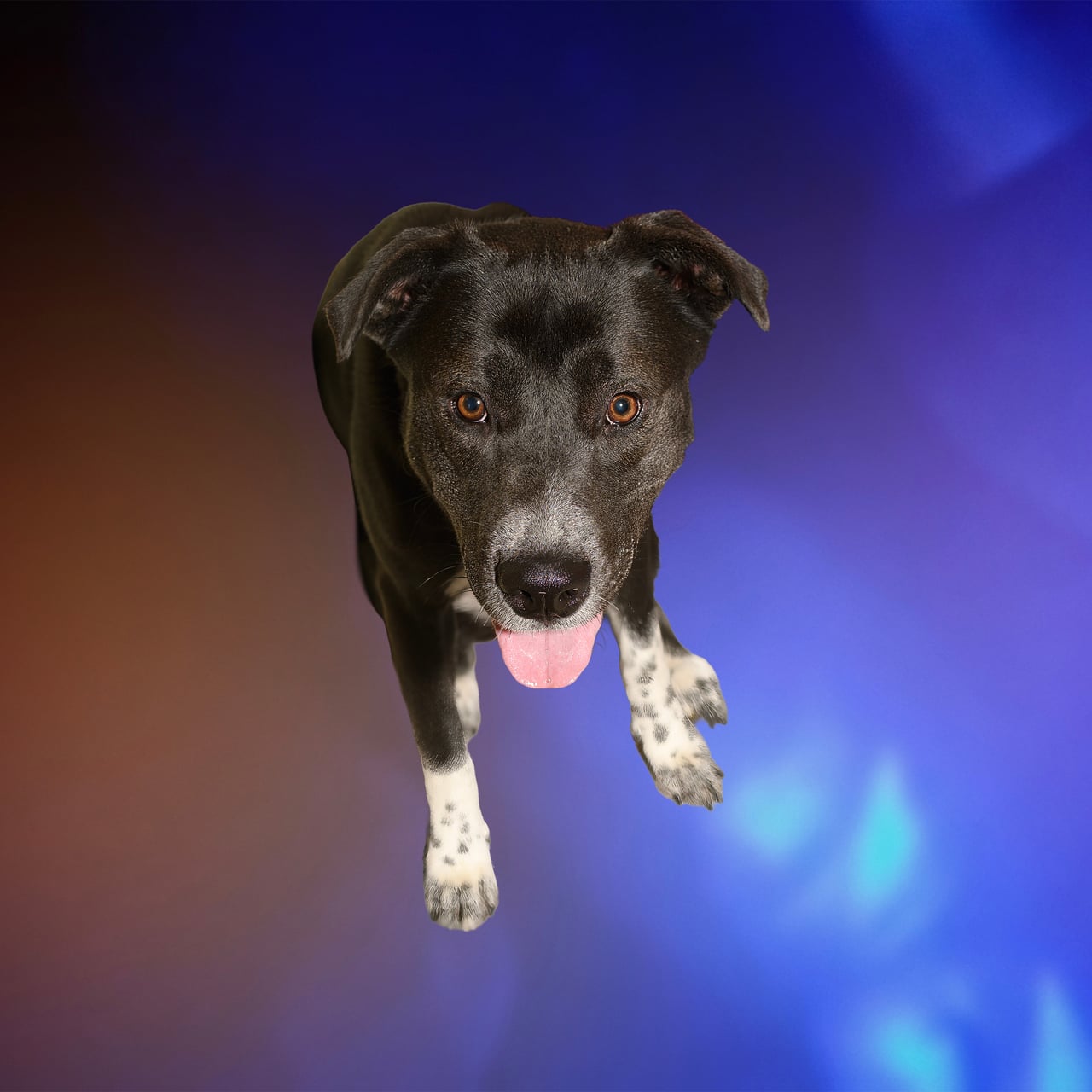 SOLO, a Pit Bull