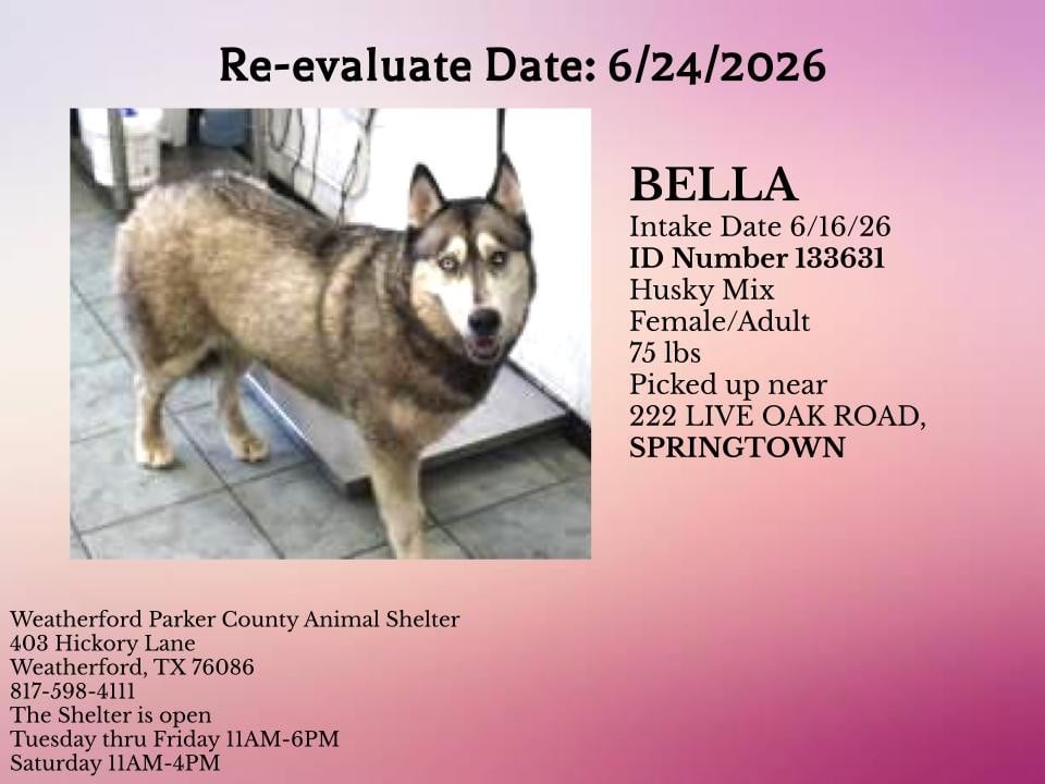 Additional photo of BELLA