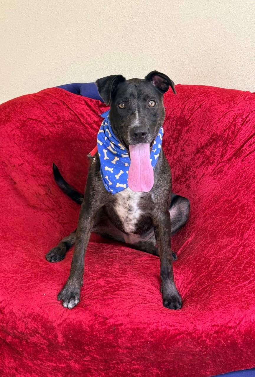 Additional photo of BRUISER