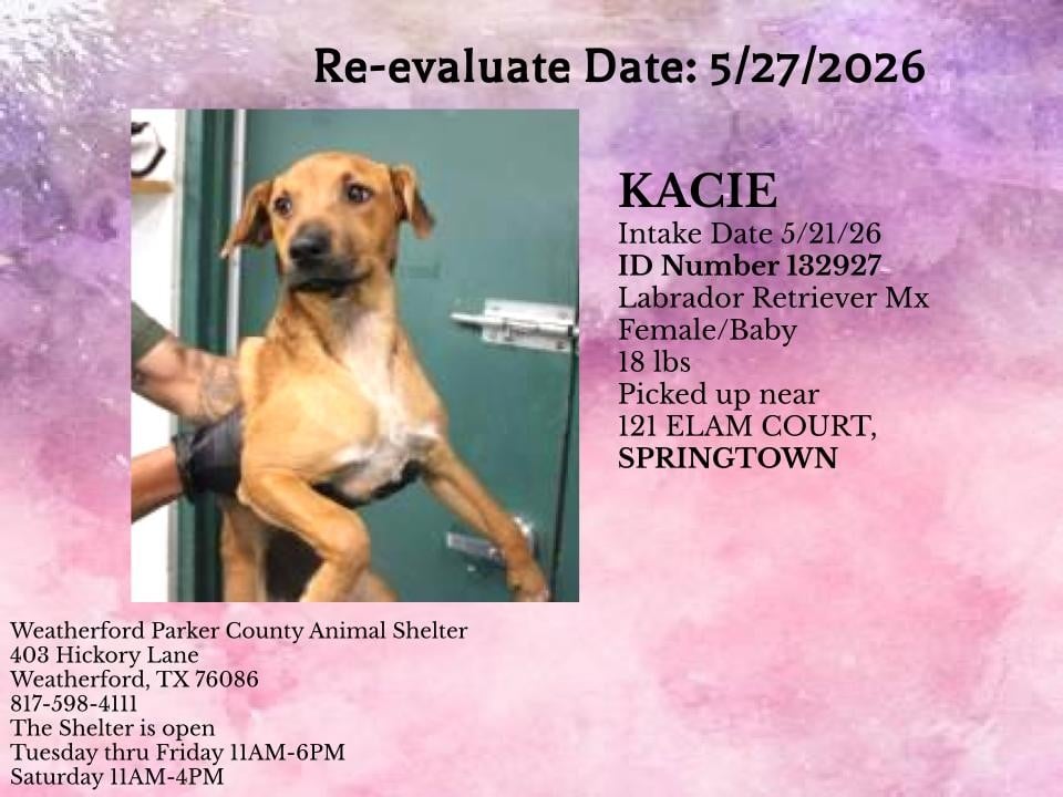 KACIE, a Labrador Retriever
