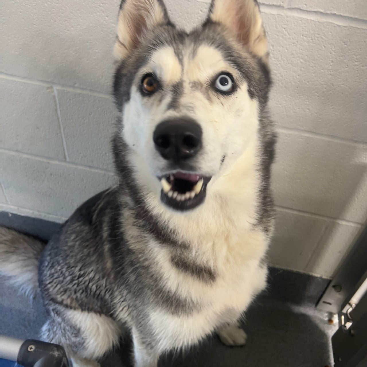 Additional photo of SAGE