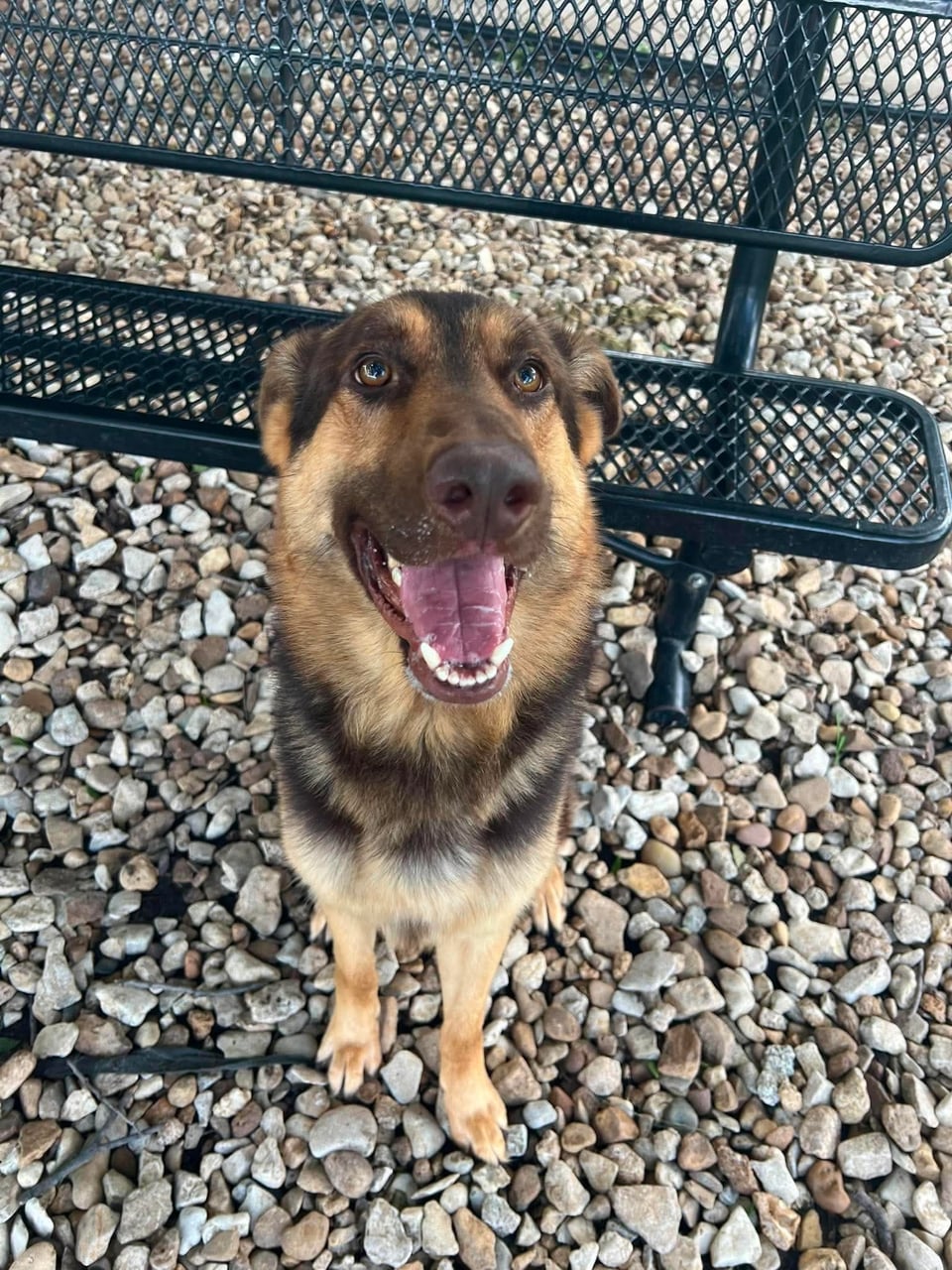 CALUS, a German Shepherd