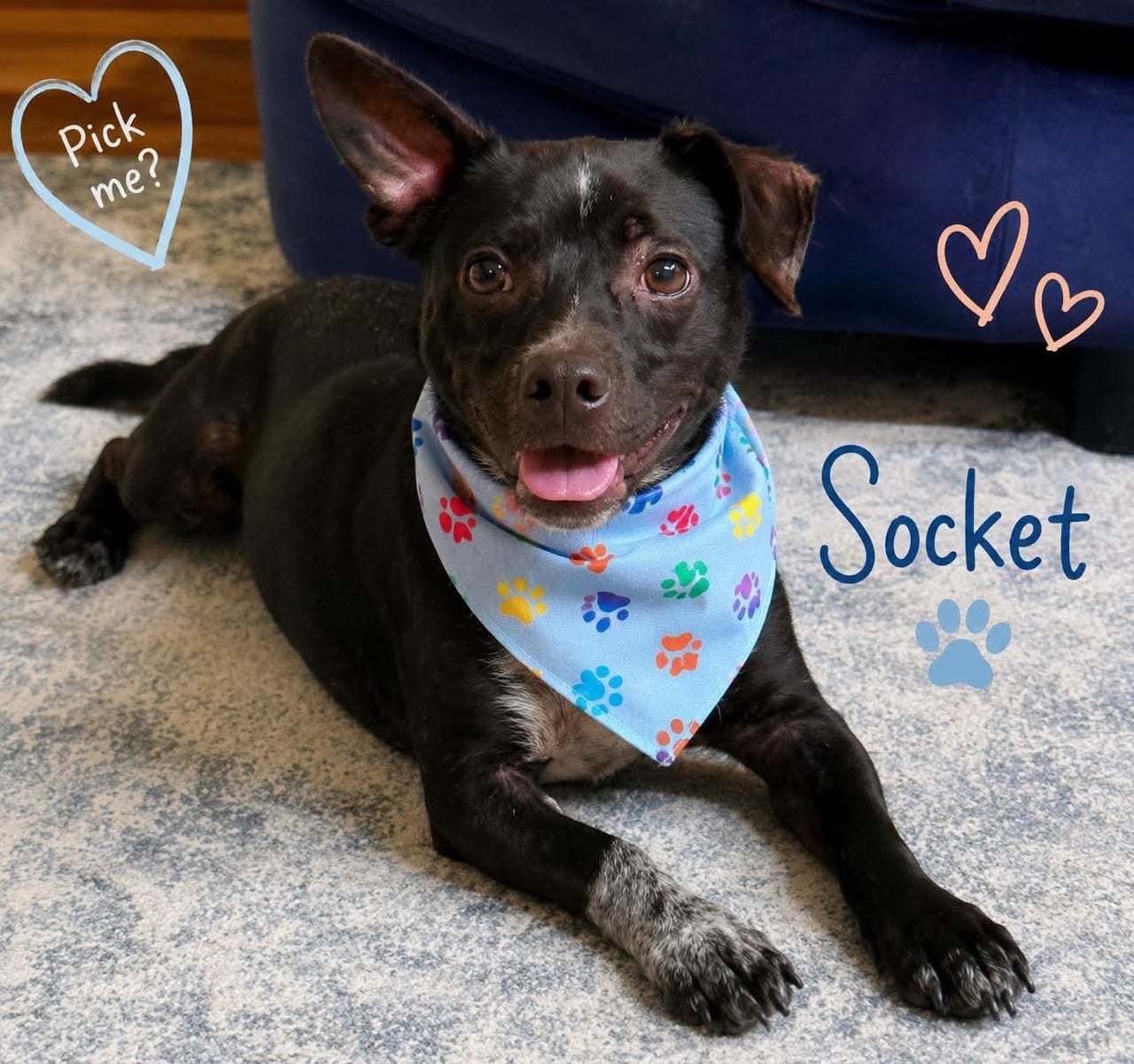 SOCKET, a Terrier