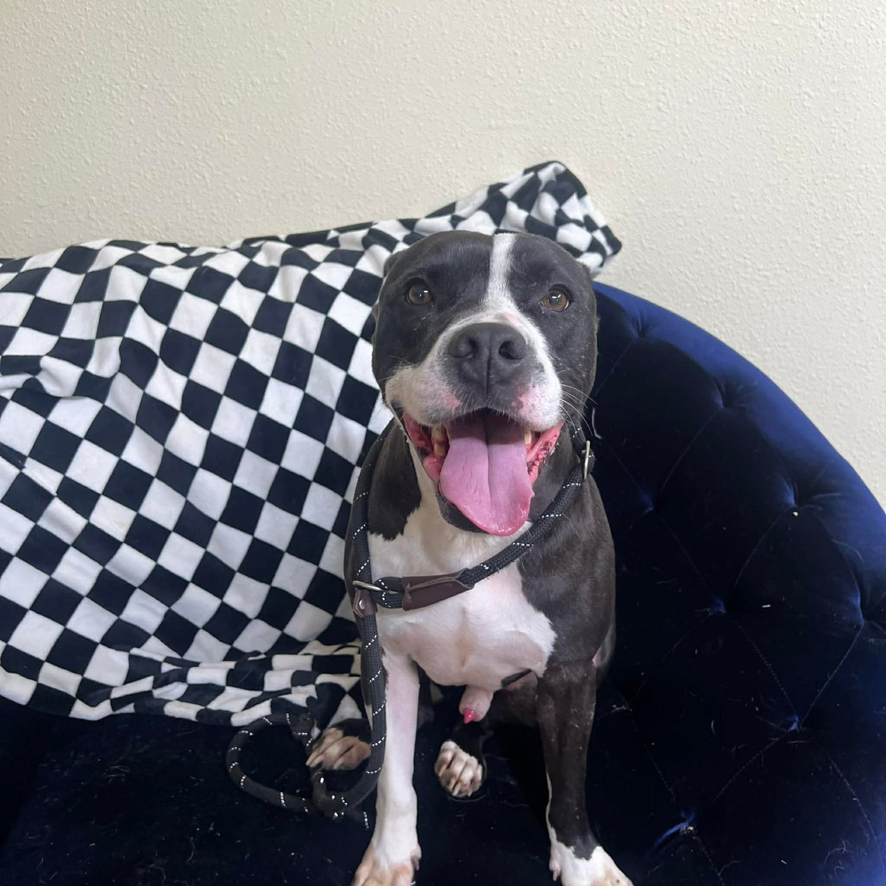 Additional photo of ATLAS