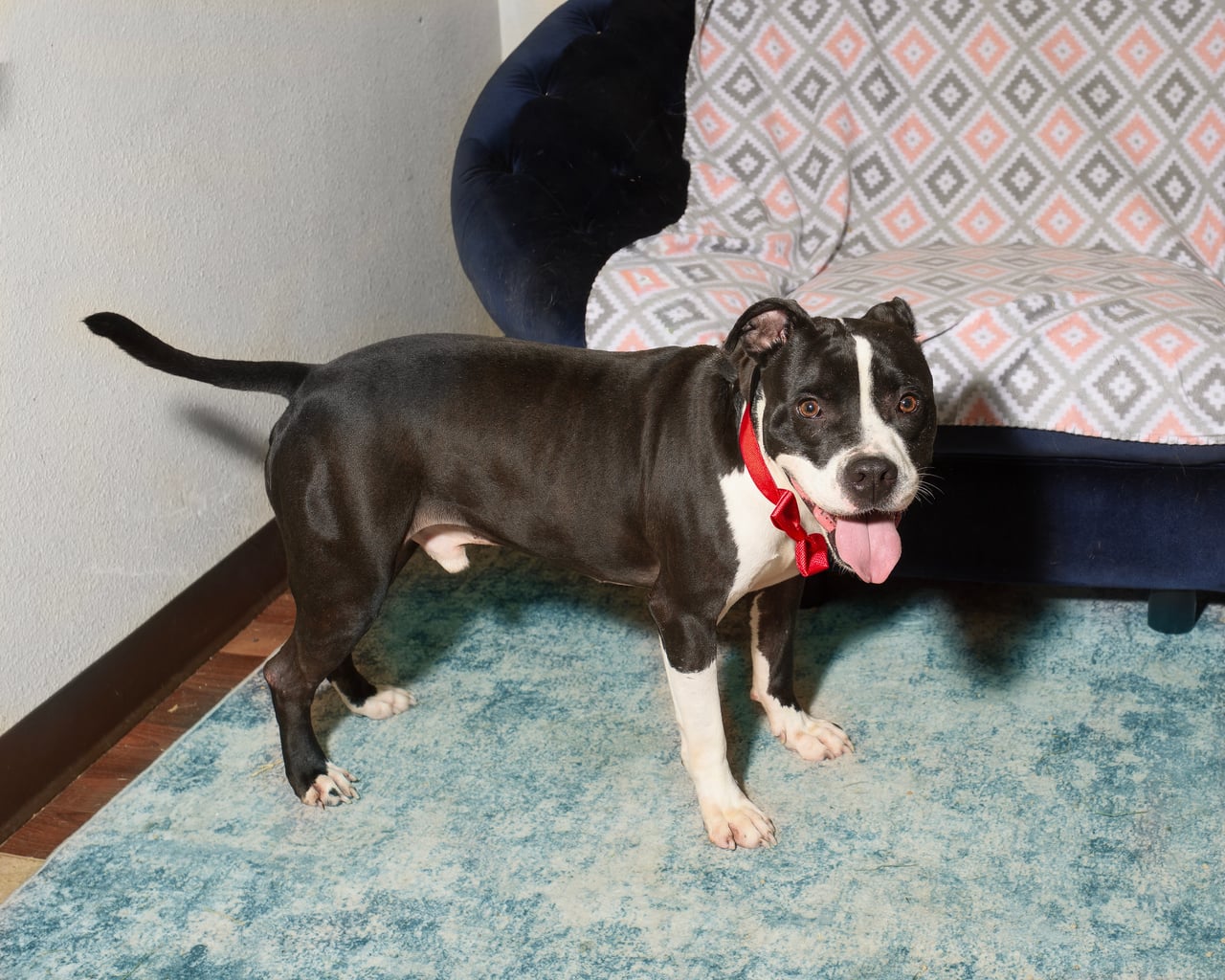 Additional photo of ATLAS