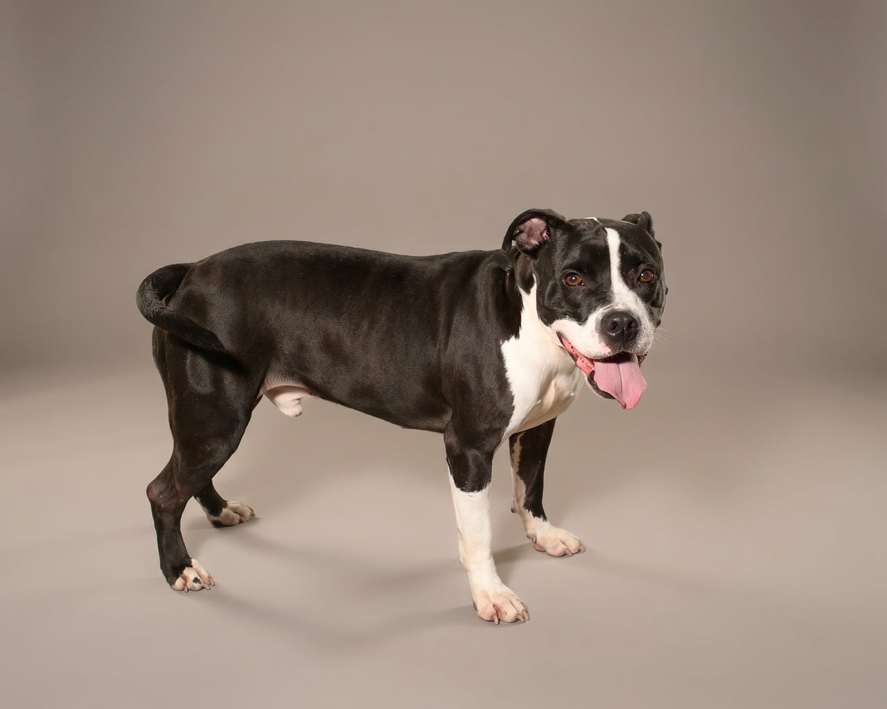 ATLAS, a Pit Bull