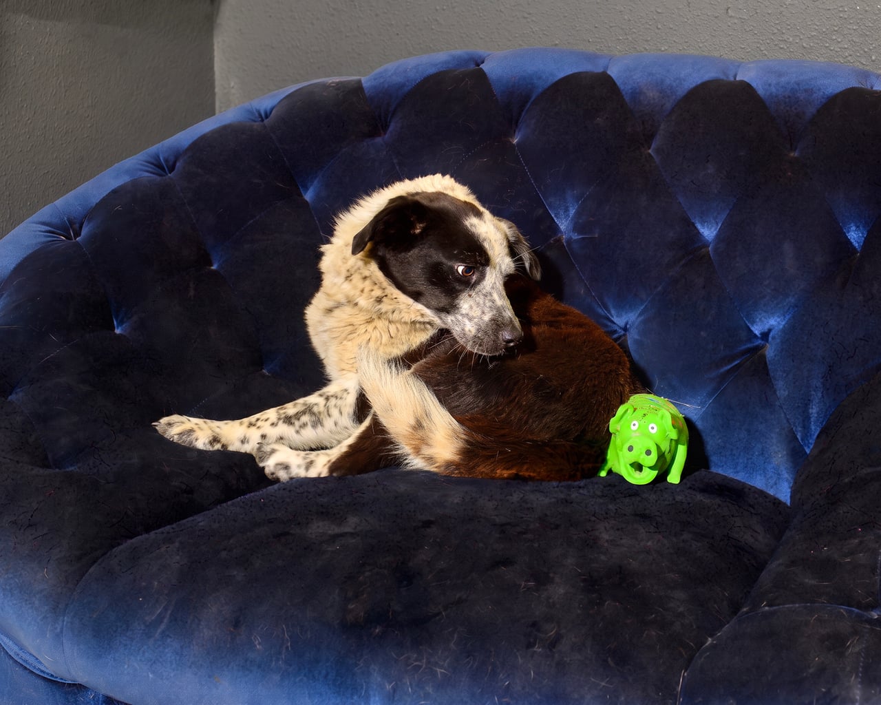 Additional photo of HOOT