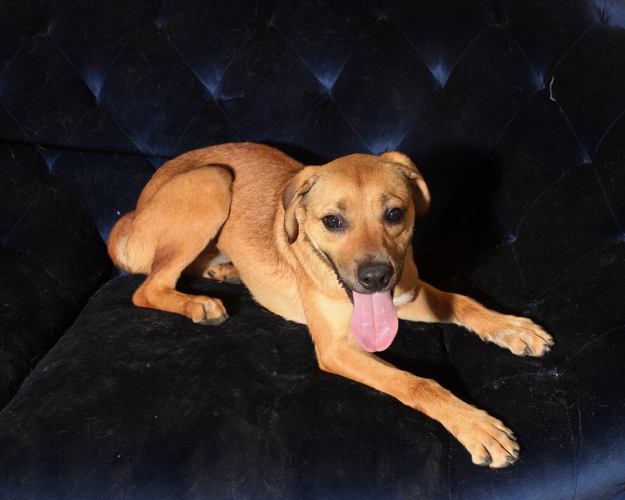 FELINA, a Pit Bull