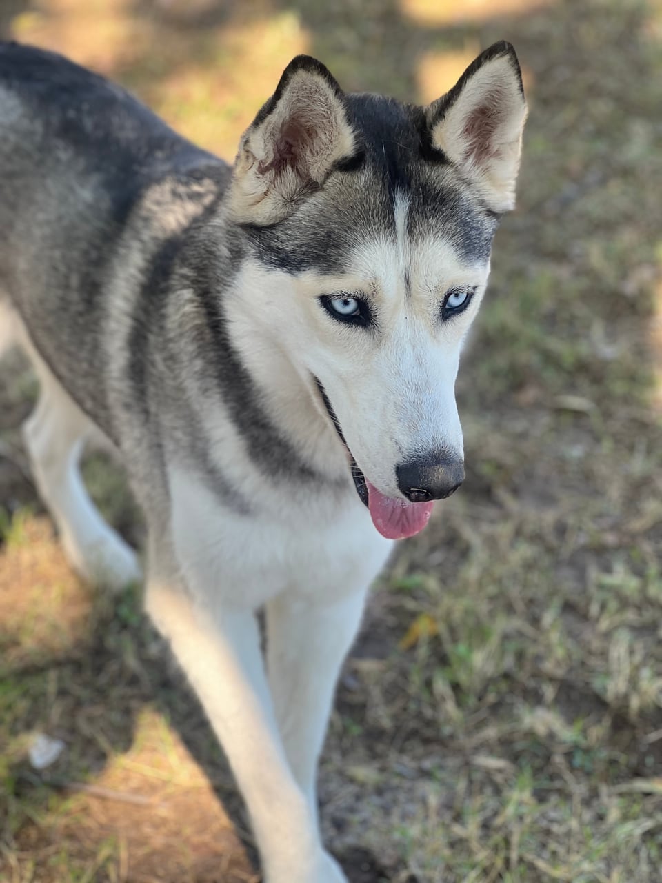 Additional photo of LUNA
