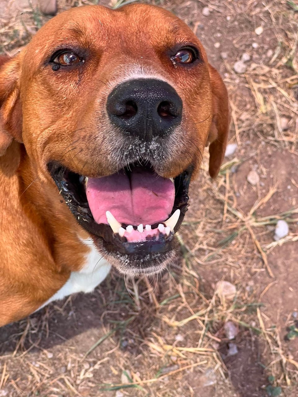 Additional photo of JARVIS