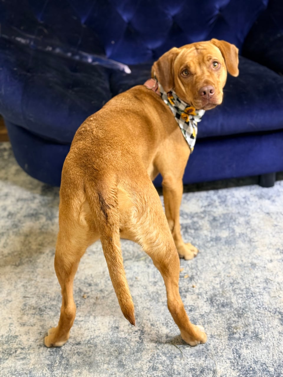SALINA, a Pit Bull