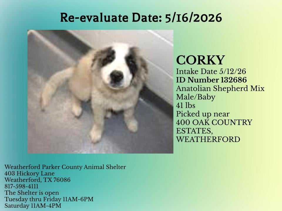 Additional photo of CORKY