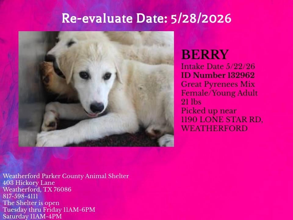 BERRY, a Great Pyrenees