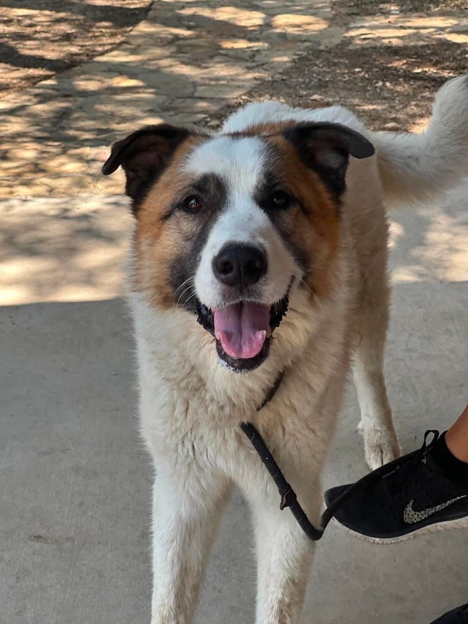 Additional photo of ARCHIE