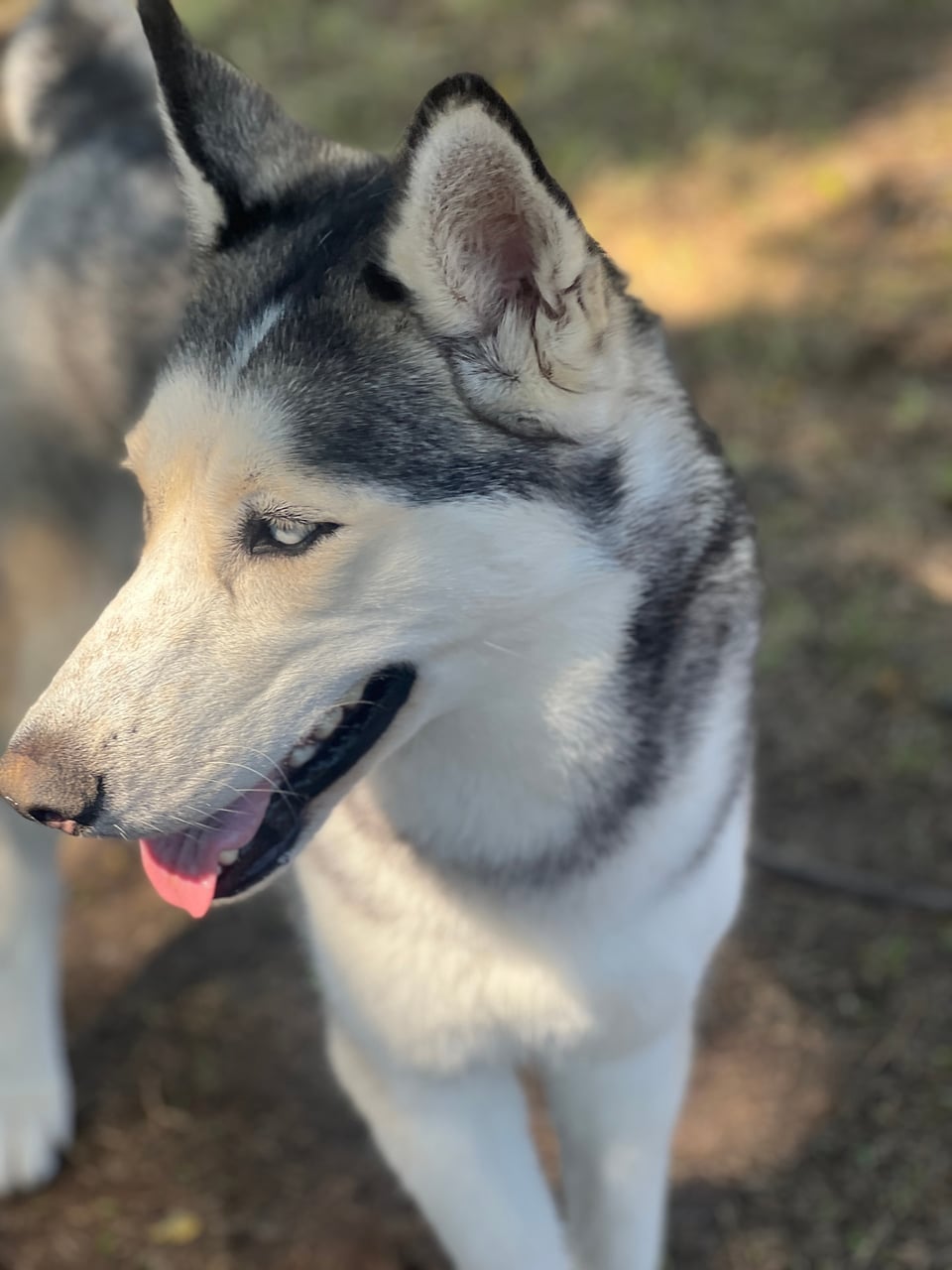 Additional photo of LUNA