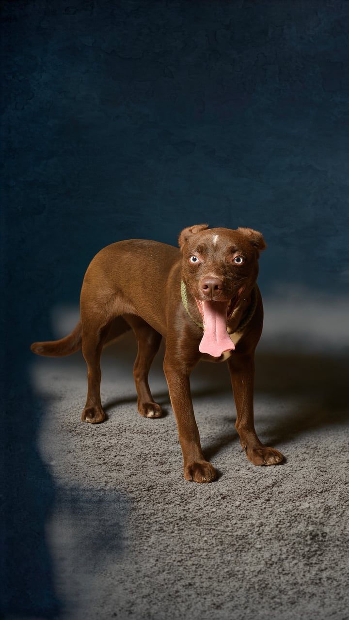 Additional photo of BROWNIE
