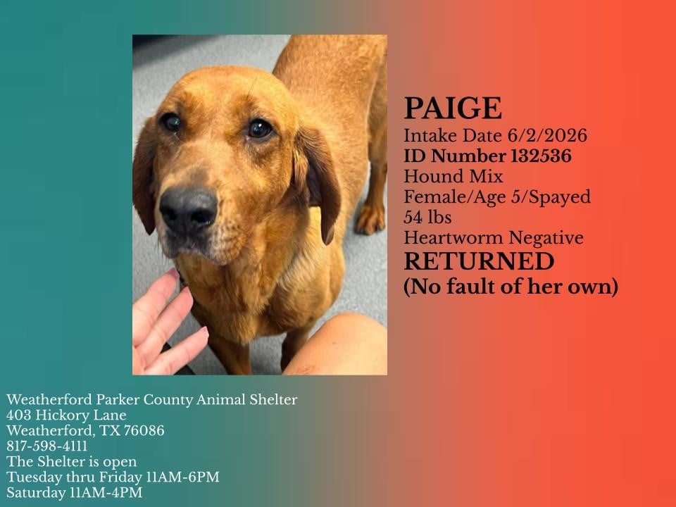 PAIGE, a Hound