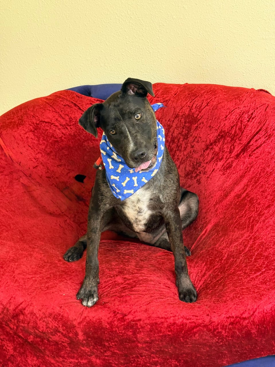 Additional photo of BRUISER