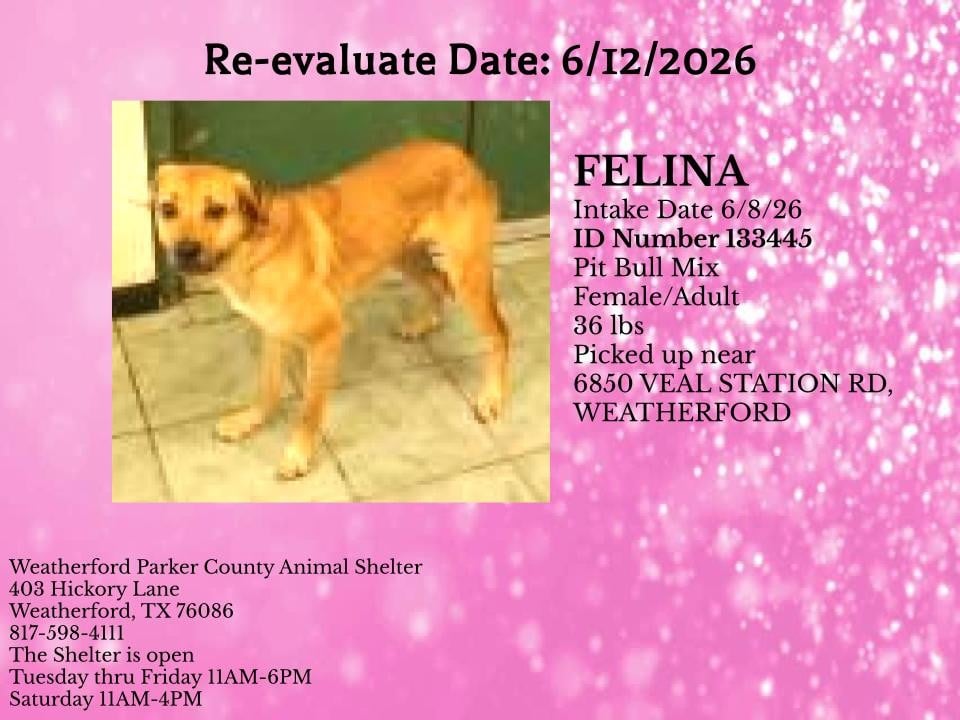FELINA, a Pit Bull