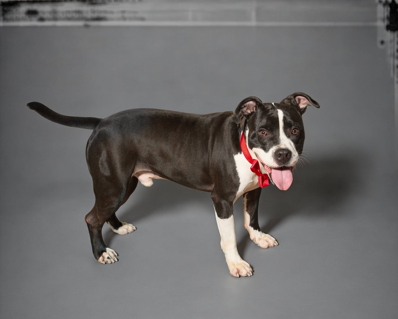 Additional photo of ATLAS
