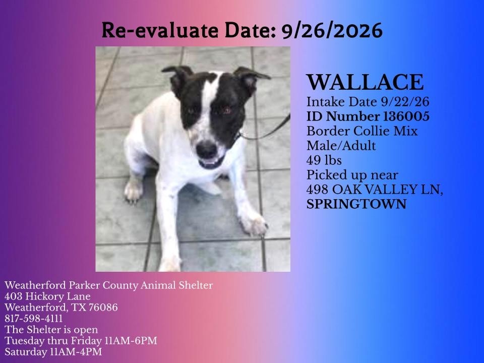 Additional photo of WALLACE