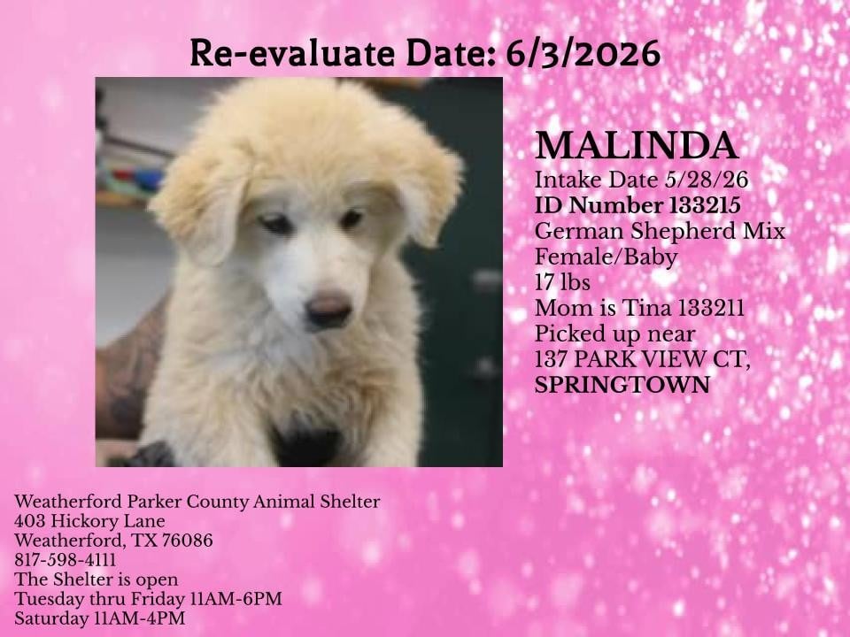 MALINDA, a Shepherd