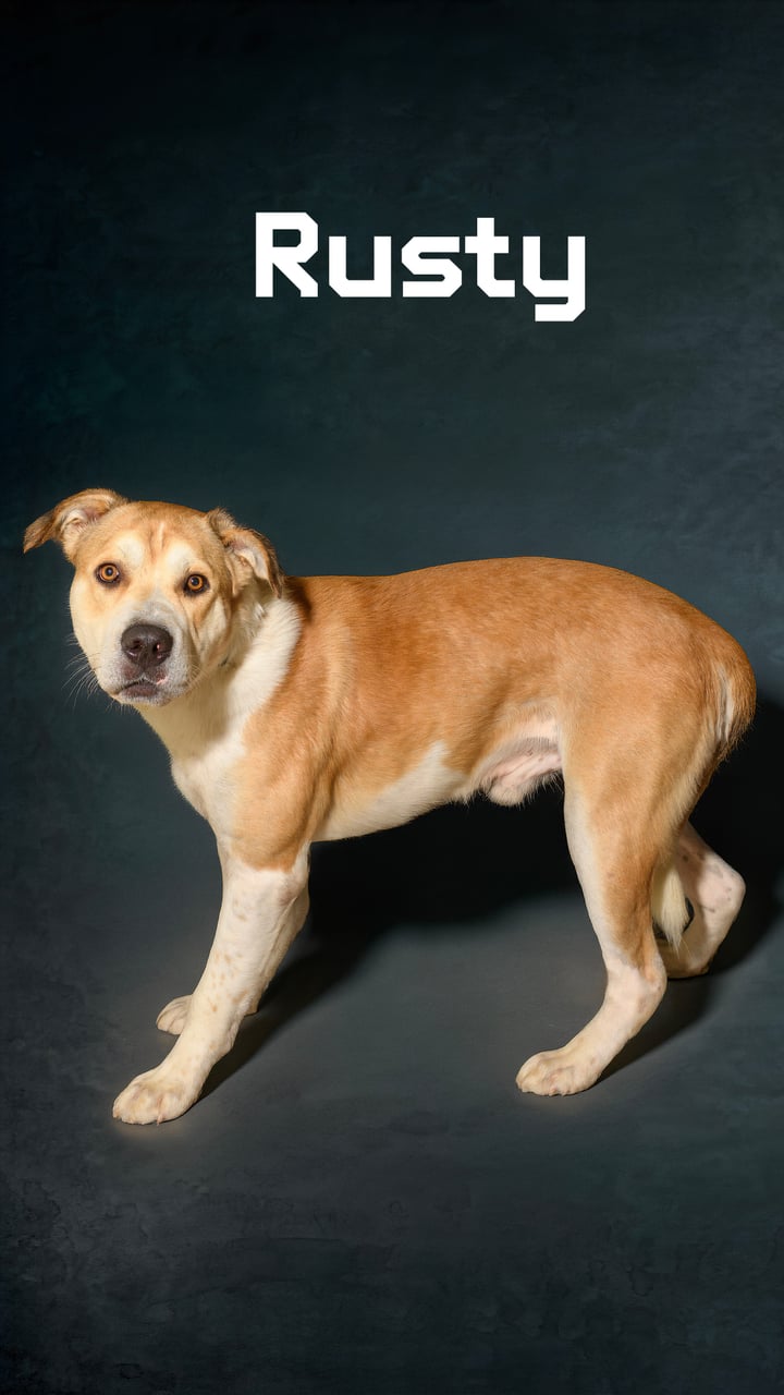 Additional photo of RUSTY