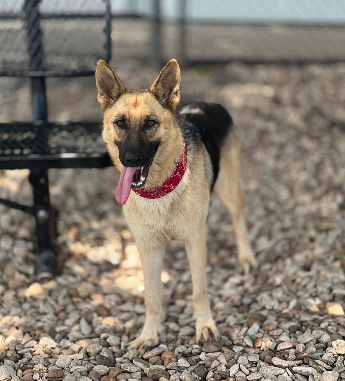 ERIN, a German Shepherd