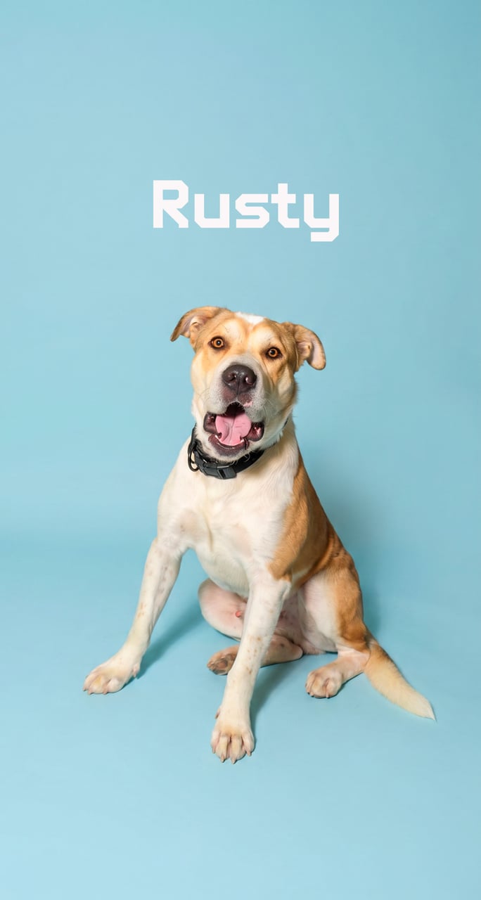 Additional photo of RUSTY