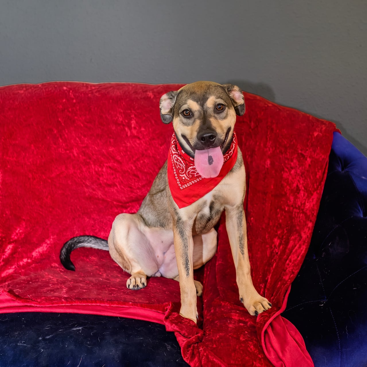 BUBBLICIOUS, a Pit Bull