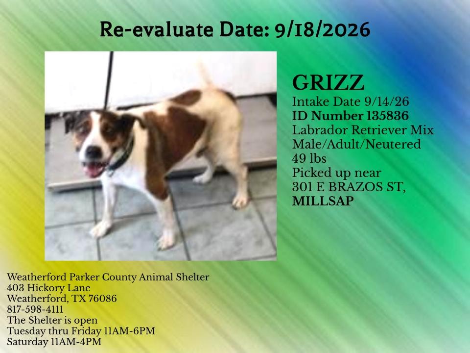 Additional photo of GRIZZ